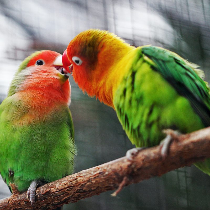 image depicts two brighly coloured small birds on a stick kissing