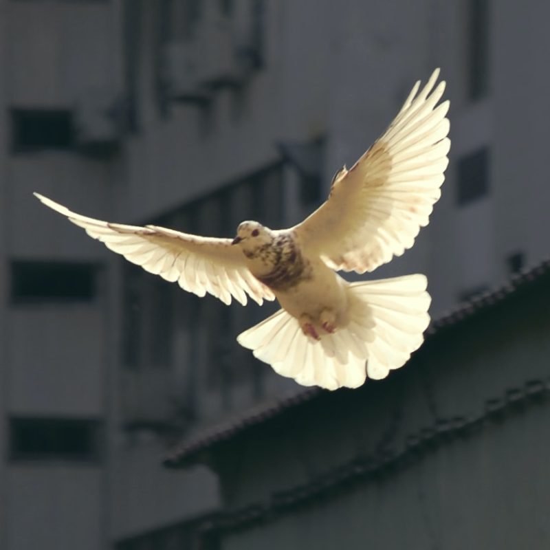 a white bird flying in front of a degraded building